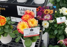 Beekenkamp's Dahlia LaBella Medio Fun Flame, great for teh 4-5 inch pot.